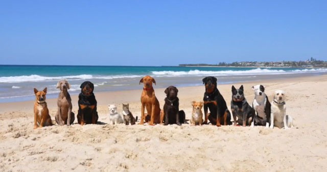 Salud Pública informa a los ayuntamientos costeros de cómo crear zonas para mascotas en sus playas 