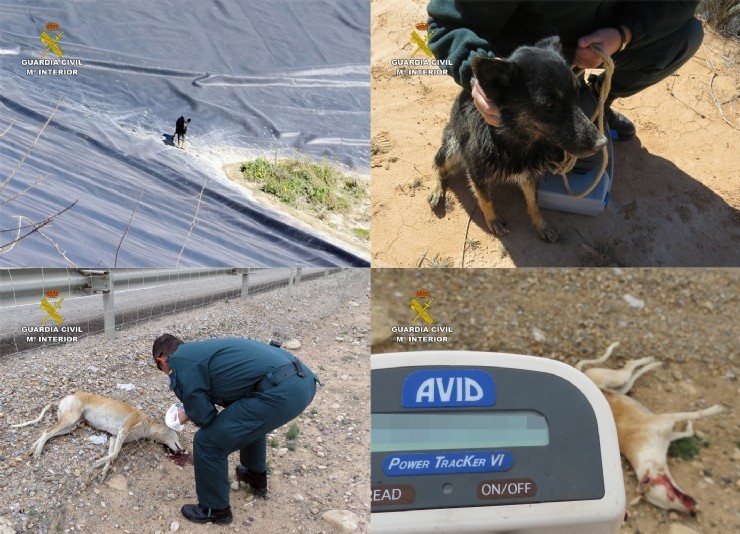 La Guardia Civil investiga a dos personas  por el abandono de dos canes.