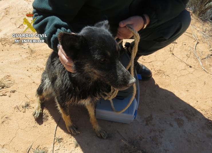 La Guardia Civil investiga a dos personas  por el abandono de dos canes.