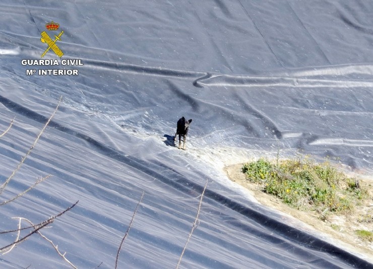 La Guardia Civil investiga a dos personas  por el abandono de dos canes.