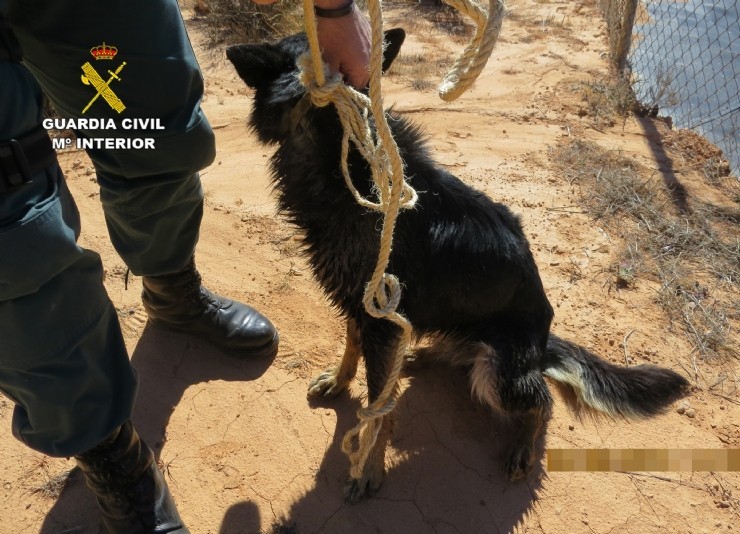 La Guardia Civil investiga a dos personas  por el abandono de dos canes.