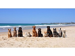 Salud Pública informa a los ayuntamientos costeros de cómo crear zonas para mascotas en sus playas 