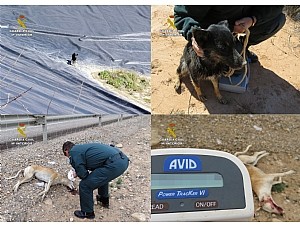 La Guardia Civil investiga a dos personas  por el abandono de dos canes.