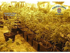 GUARDIA CIVIL y POLICÍA LOCAL desmantelan un invernadero de marihuana en Morata.